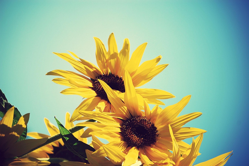 6812564-sunflower-wallpaper